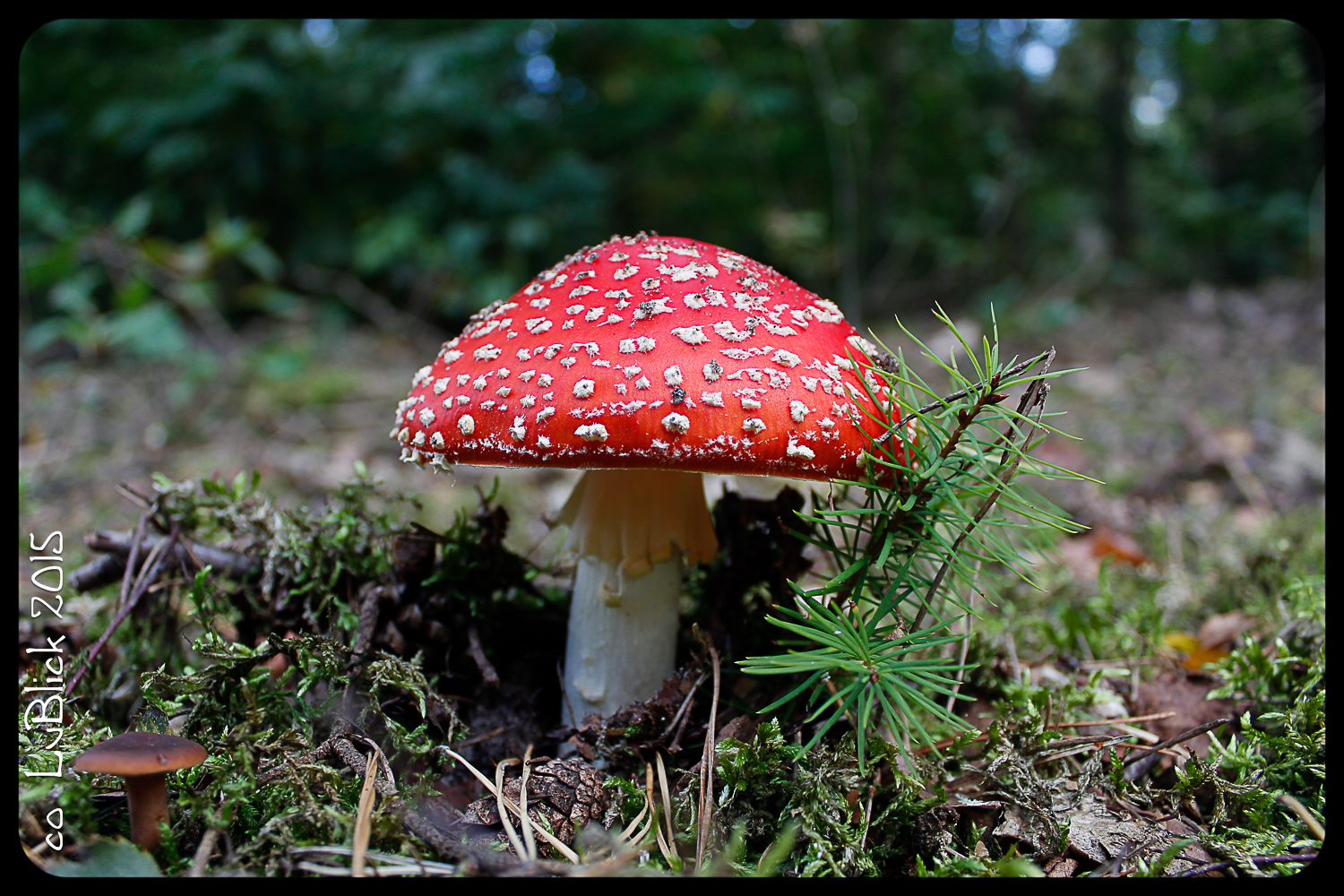 Ein Männlein steht im Walde - LuBlick 2015